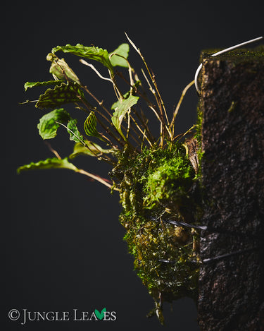 Lepanthes volador