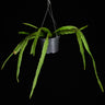 Lepismium cruciforme