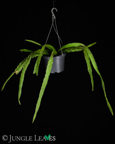 Lepismium cruciforme