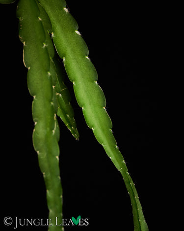 Lepismium cruciforme