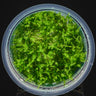 Leptodictyum riparium