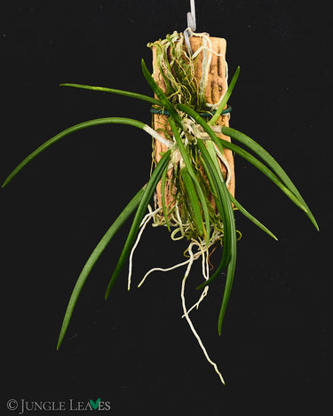 Leptotes bicolor