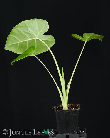 Leucocasia gigantea 'Laosy Giant'
