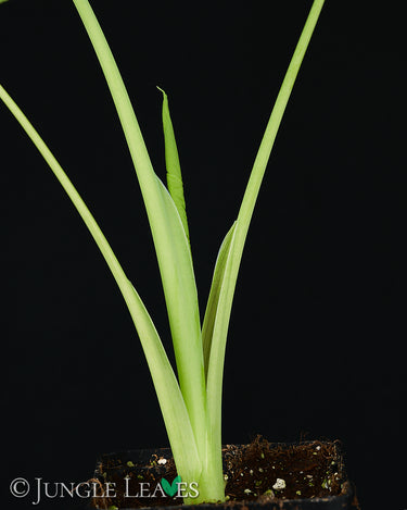 Leucocasia gigantea 'Laosy Giant'