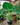 Leucocasia gigantea 'Thailand Giant'