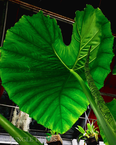 Blattstiel mit neuem Blatt