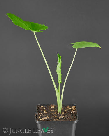 Leucocasia gigantea 'Thailand Giant'