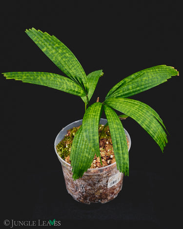 Licuala mattanensis var. paucisecta 'Mapu'