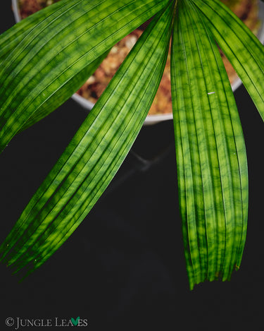Licuala mattanensis var. paucisecta 'Mapu'
