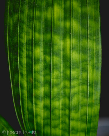 Licuala mattanensis var. paucisecta 'Mapu'