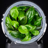 Lobelia cardinalis Mini in vitro