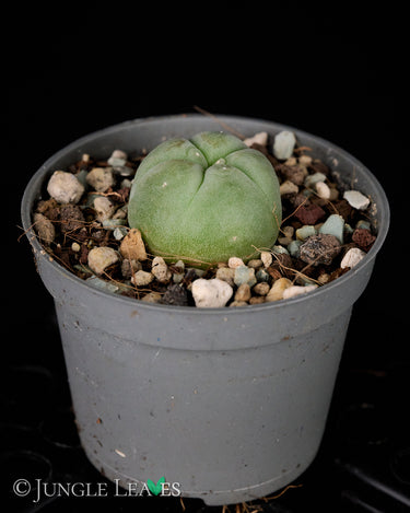 Lophophora williamsii