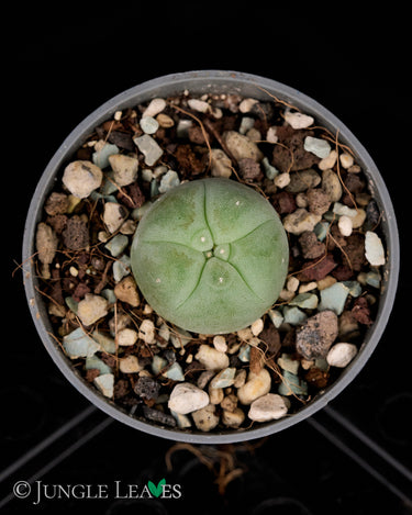 Lophophora williamsii