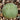 Lophophora williamsii