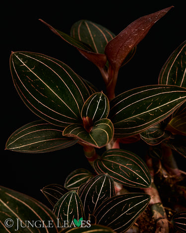 Ludisia discolor (Juwelorchidee)