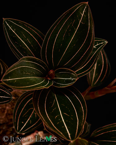 Ludisia discolor (Juwelorchidee)