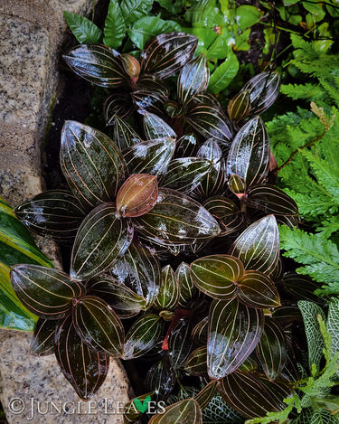 Ludisia discolor (Juwelorchidee)