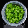 Lysimachia nummularia (Pfennigkraut) in Vitro