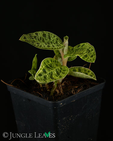 Macodes petola