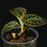 Macodes sanderiana