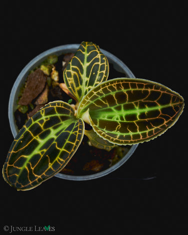 Macodes sanderiana