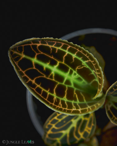 Macodes sanderiana