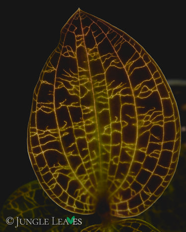 Macodes petola