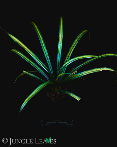 Mapania caudata