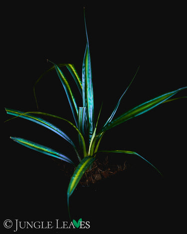 Mapania caudata