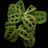 Maranta leuconeura 'Fantasy' 'Light veins'