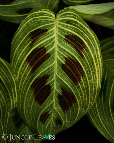 Maranta leuconeura 'Fantasy' 'Light veins'