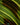 Maranta leuconeura 'Fantasy' 'Light veins'