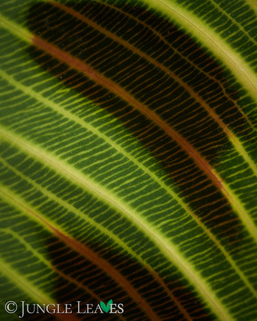 Maranta leuconeura 'Fantasy' 'Light veins'