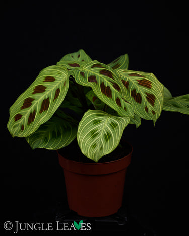 Maranta leuconeura 'Fantasy' 'Light veins'