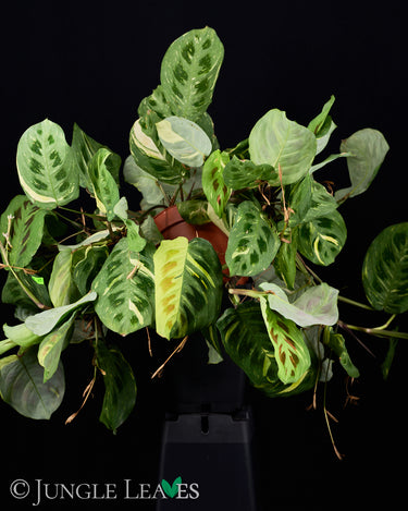Maranta leuconeura 'Kerchoveana' variegata
