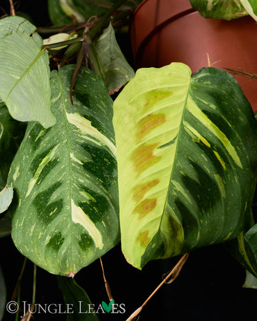 Maranta leuconeura 'Kerchoveana' variegata