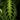 Maranta leuconeura 'Lemon Lime'