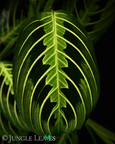 Maranta leuconeura 'Lemon Lime'