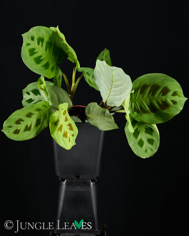 Maranta leuconeura (ex. kerchoveana)