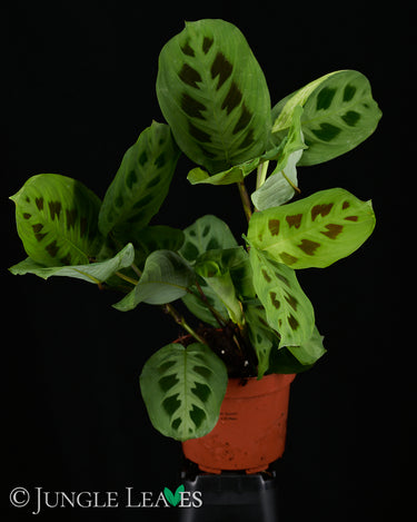 Maranta leuconeura (ex. kerchoveana)