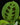 Maranta leuconeura (ex. kerchoveana)