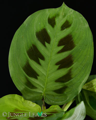 Maranta leuconeura (ex. kerchoveana)