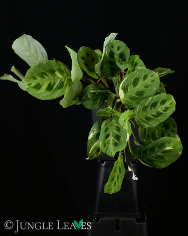 Maranta leuconeura (ex. kerchoveana) 'Variegata'