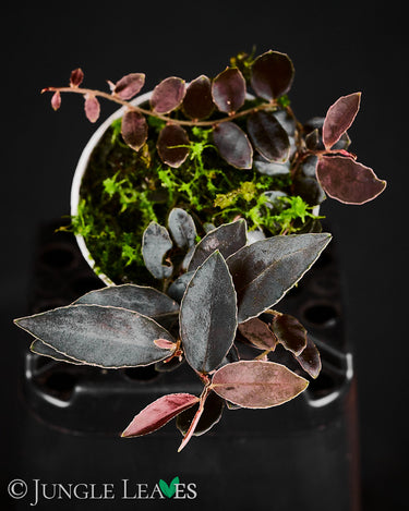Marcgravia sp. 'El Coca'