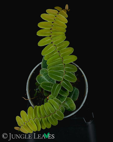 Marcgravia umbellata