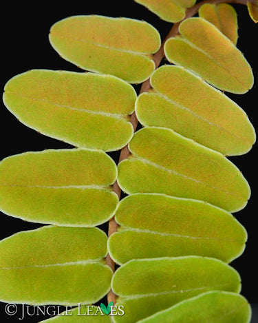 Marcgravia umbellata
