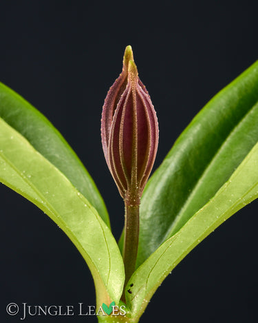 Medinilla teysmannii