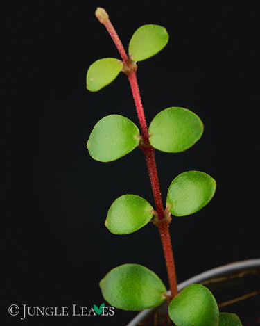Medinilla sedifolia
