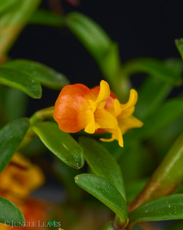 Mediocalcar decoratum