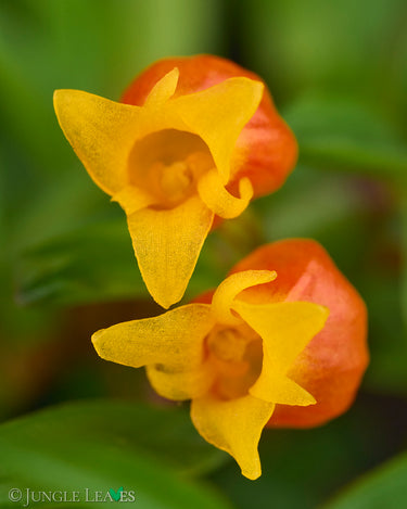 Mediocalcar decoratum